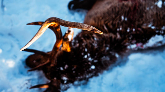 Post Rut Elk Hunting Tactics