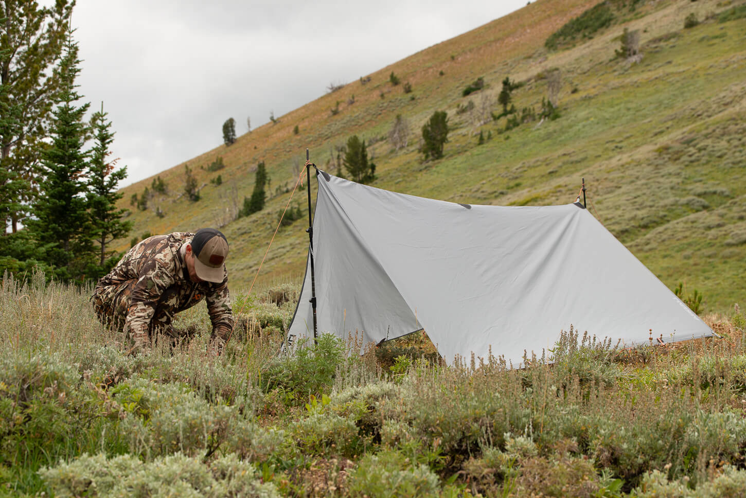 Argali Talus Tarp