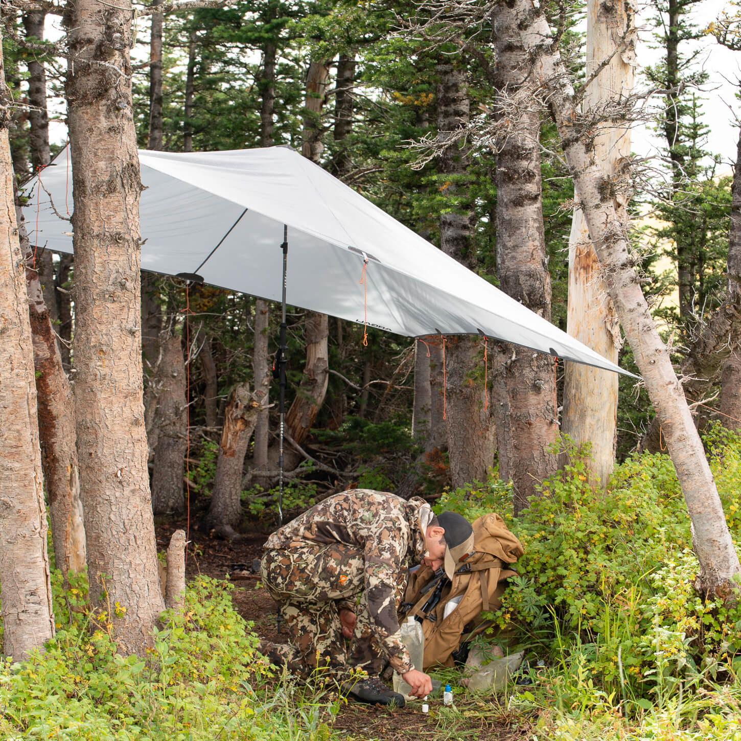 Argali Talus Tarp