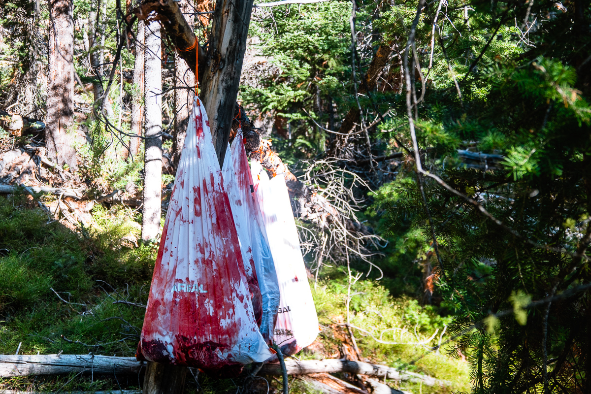 Elk meat hanging in a tree on a backpack hunt