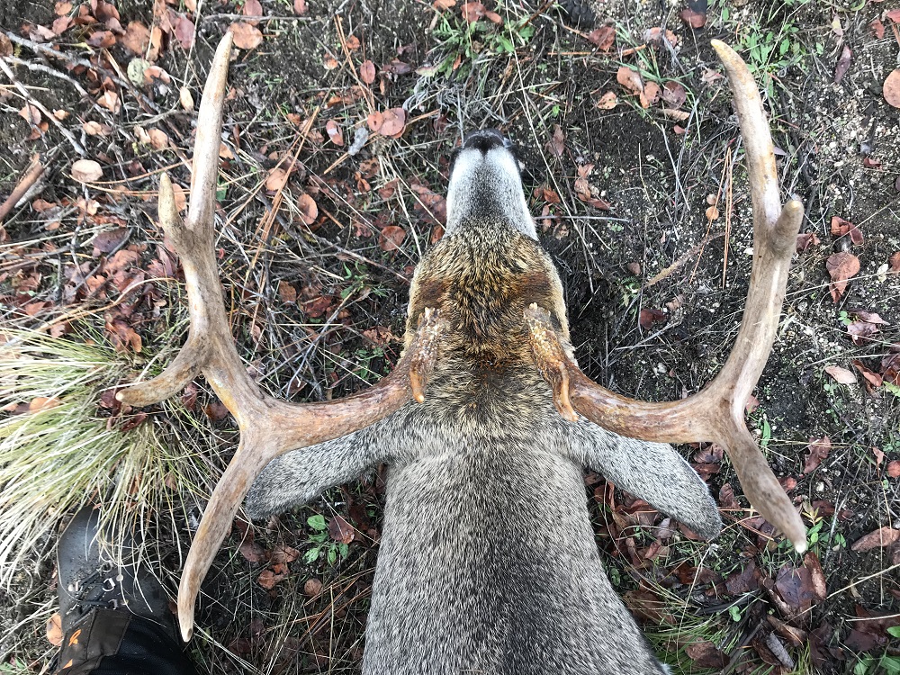 Hunting western whitetail deer